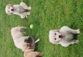 Purebred Golden Retriever puppies for sale