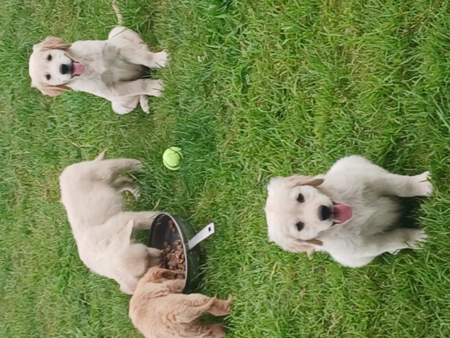 Purebred Golden Retriever puppies for sale