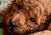 Red toy poodles for sale