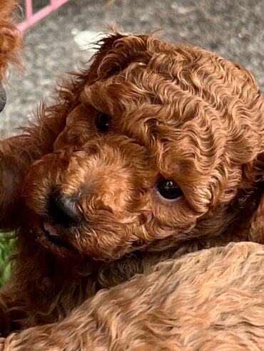 Red toy poodles for sale