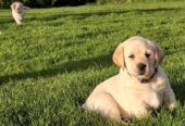 IKC labrador puppies