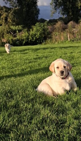 IKC labrador puppies