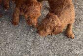 Red toy poodles for sale