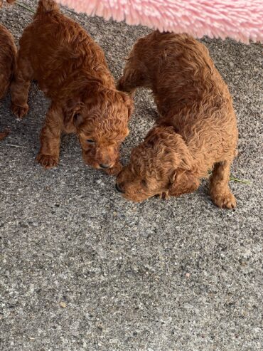 Red toy poodles for sale