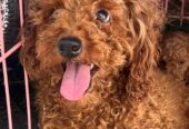 Red toy poodles for sale