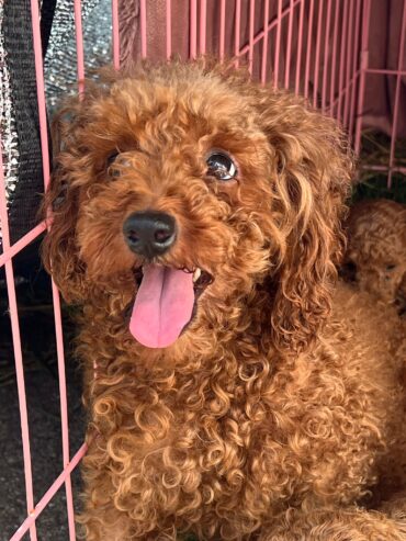 Red toy poodles for sale