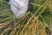 IKC labrador puppies