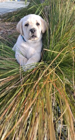 IKC labrador puppies