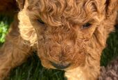 Red toy poodles for sale