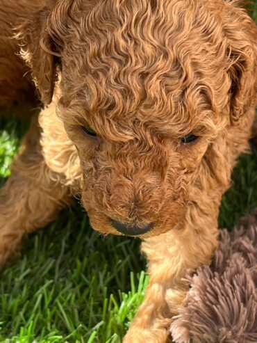 Red toy poodles for sale