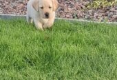 IKC labrador puppies