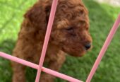 Red toy poodles for sale