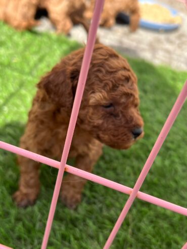 Red toy poodles for sale