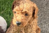 Red toy poodles for sale