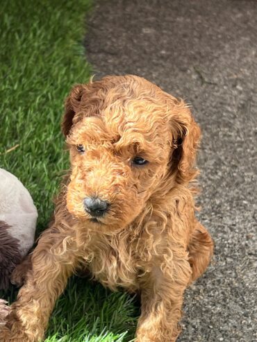Red toy poodles for sale