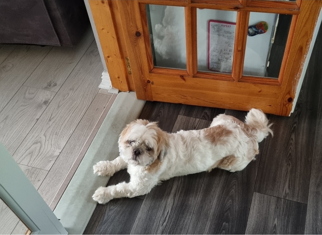 4yr old Shih Tzu – D’arcy