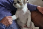 4yr old Shih Tzu – D’arcy
