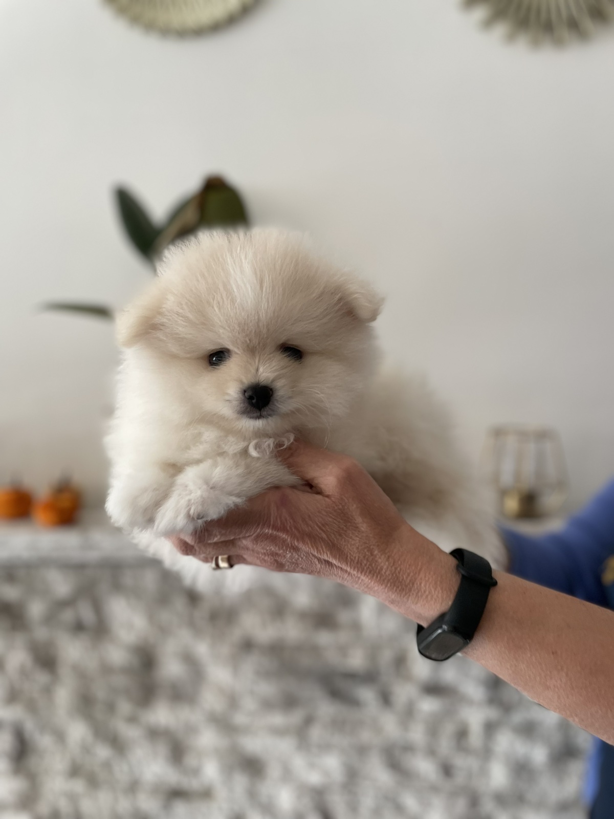 2 male Pomeranian pups for sale