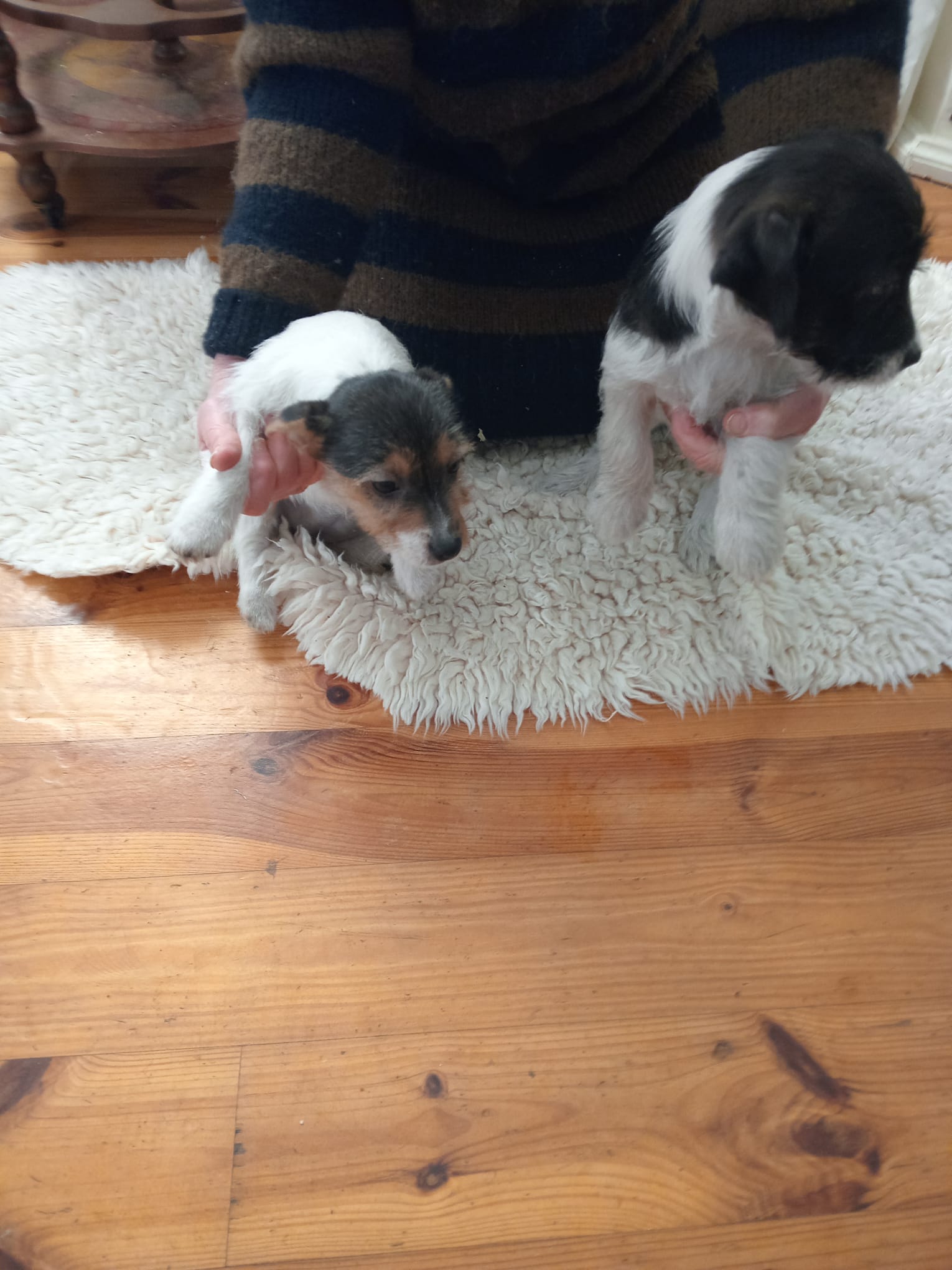 Jack russell pups for salex2