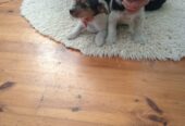 Jack russell pups for salex2