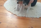 Jack russell pups for salex2