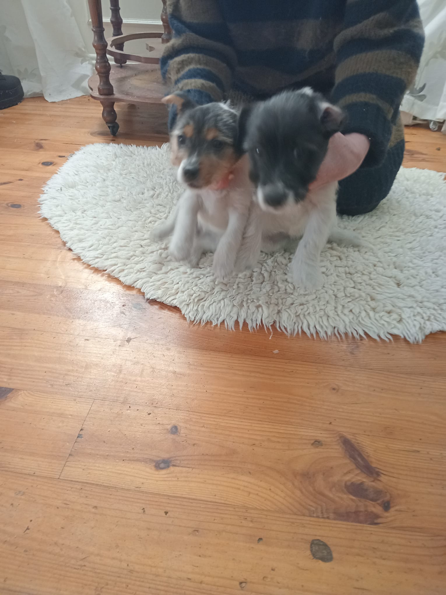 Jack russell pups for salex2