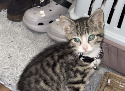 2B273901-0D40-4798-9E1B-A38AC2A0D14F