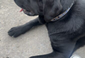 Gorgeous pure breed Labrador in urgent need of a loving home