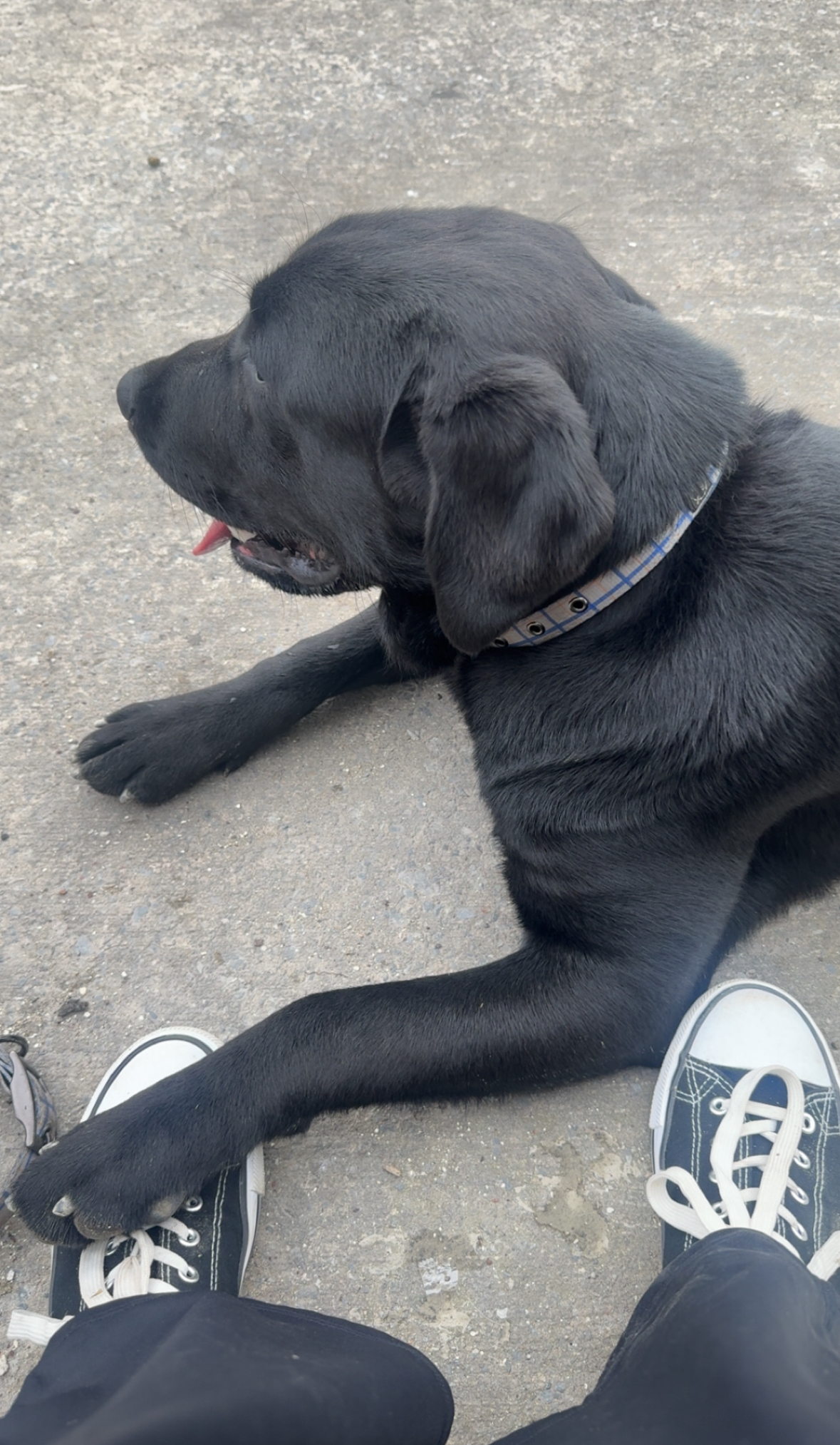 Gorgeous pure breed Labrador in urgent need of a loving home