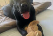 Gorgeous pure breed Labrador in urgent need of a loving home
