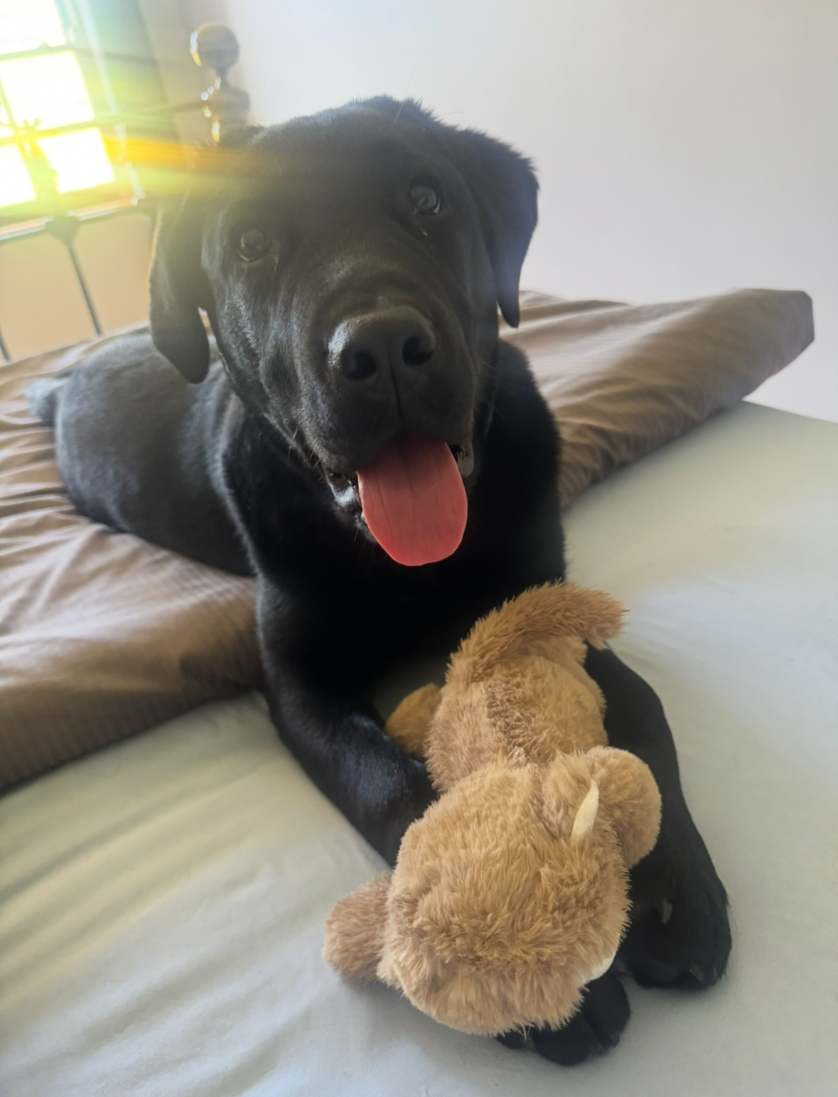 Gorgeous pure breed Labrador in urgent need of a loving home