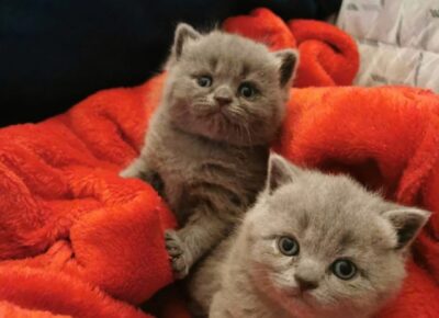 Screenshot_20251115_153629_com.android.gallery3d