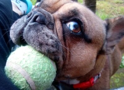 Blue Merle French bulldog IMG-20251014-WA0007