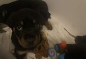 Pedigree Rottweiler Pups 4 Female 1 Male