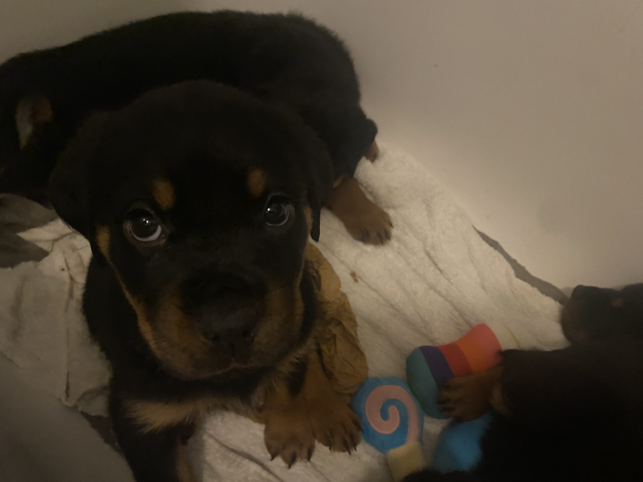 Pedigree Rottweiler Pups 4 Female 1 Male