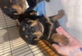 Pedigree Rottweiler Pups 4 Female 1 Male
