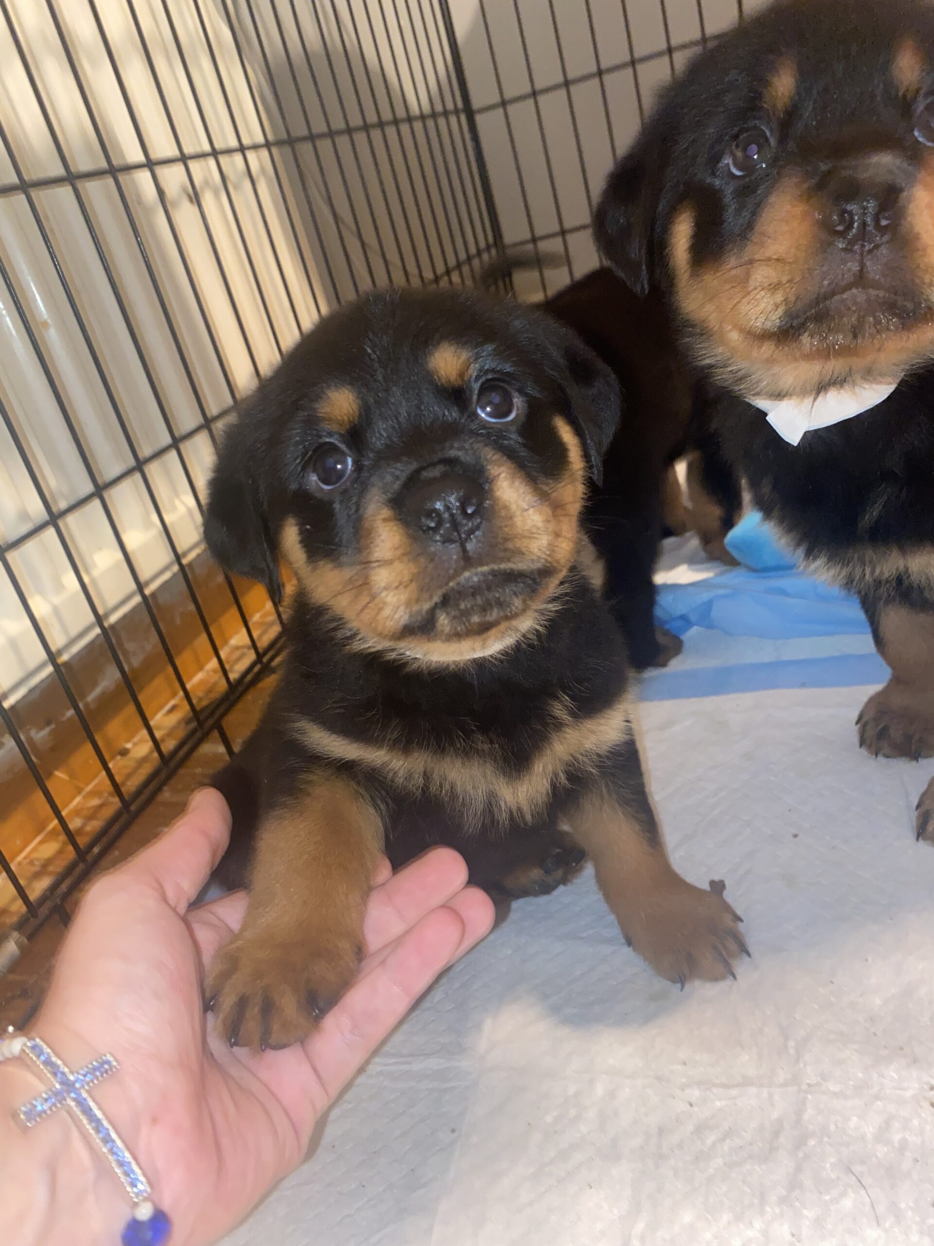 Pedigree Rottweiler Pups 4 Female 1 Male
