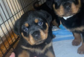 Pedigree Rottweiler Pups 4 Female 1 Male