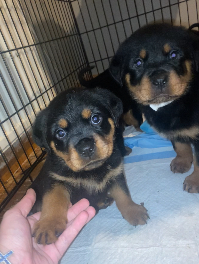 Pedigree Rottweiler Pups 4 Female 1 Male