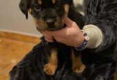 Pedigree Rottweiler Pups 4 Female 1 Male