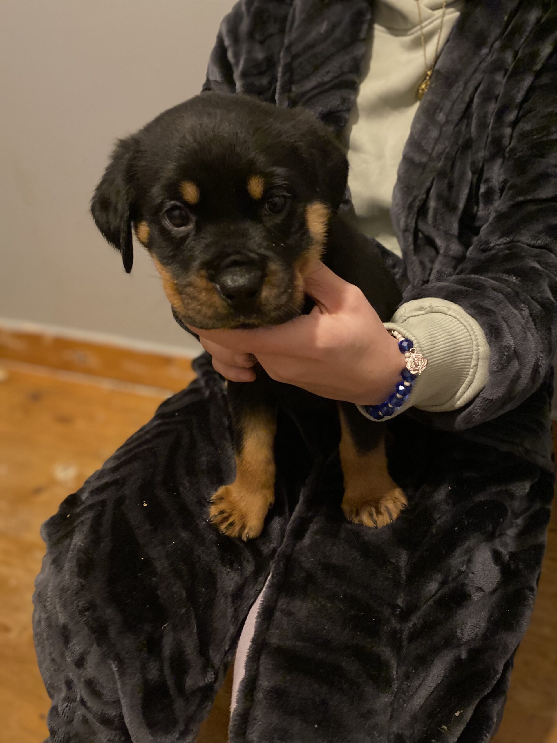 Pedigree Rottweiler Pups 4 Female 1 Male