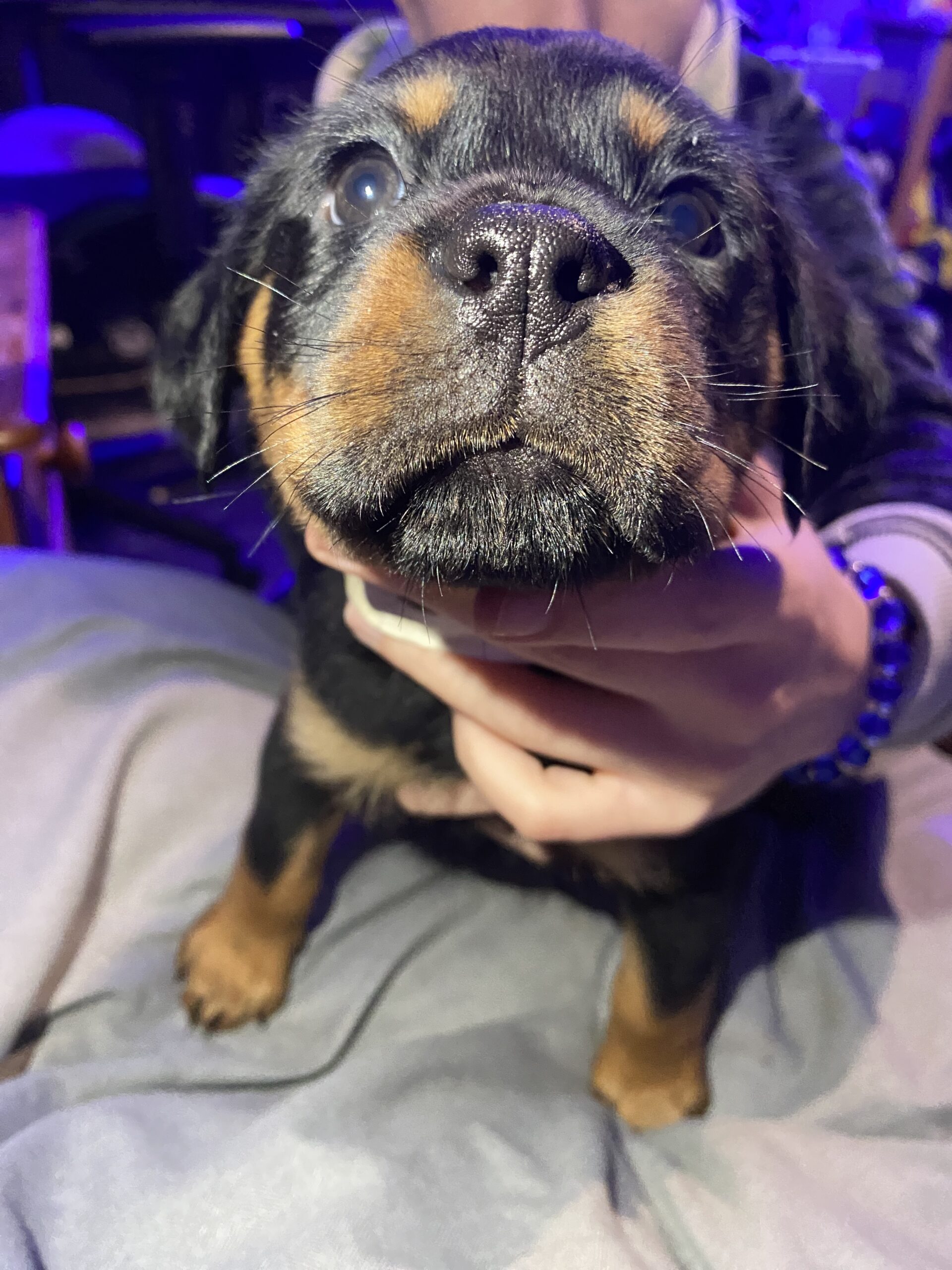 Pedigree Rottweiler Pups 4 Female 1 Male