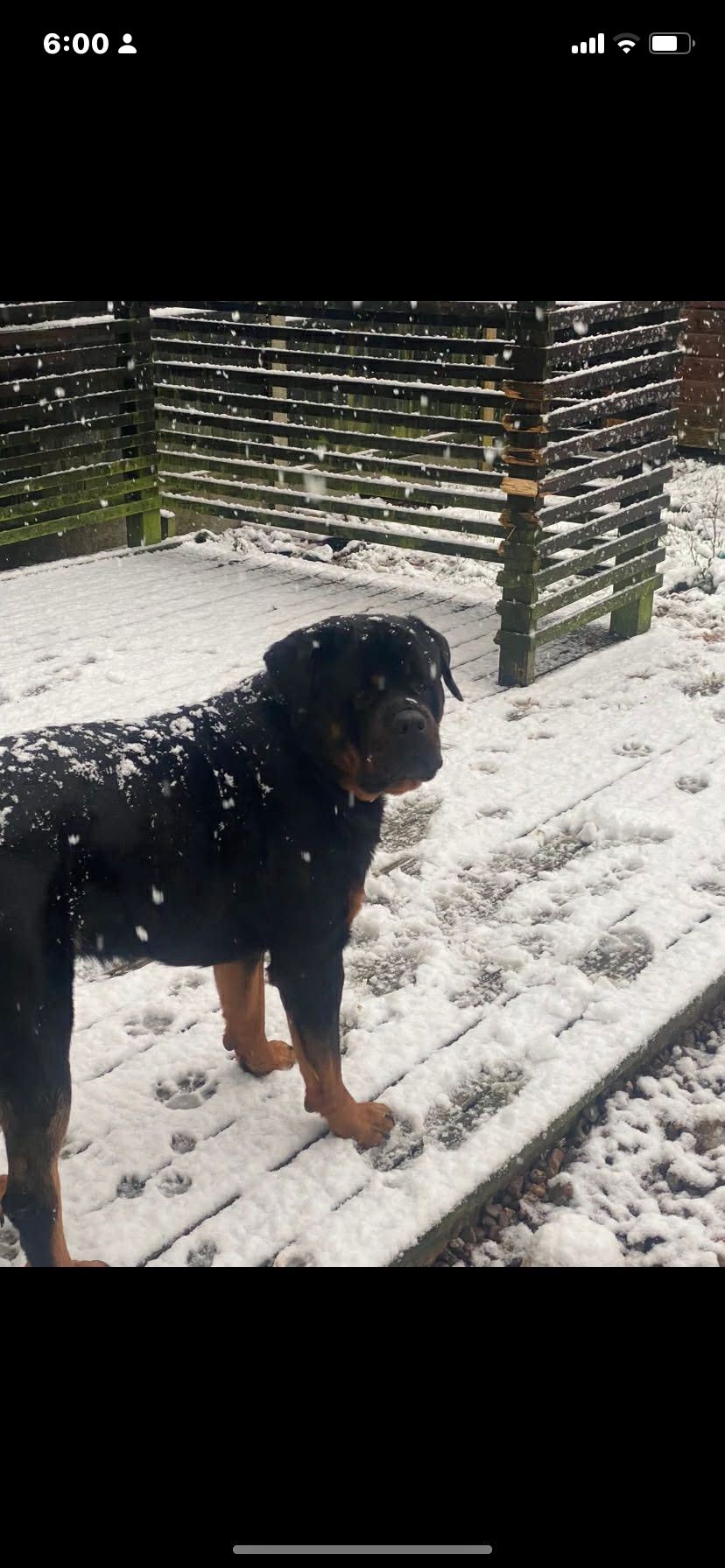 Pedigree Rottweiler Pups 4 Female 1 Male