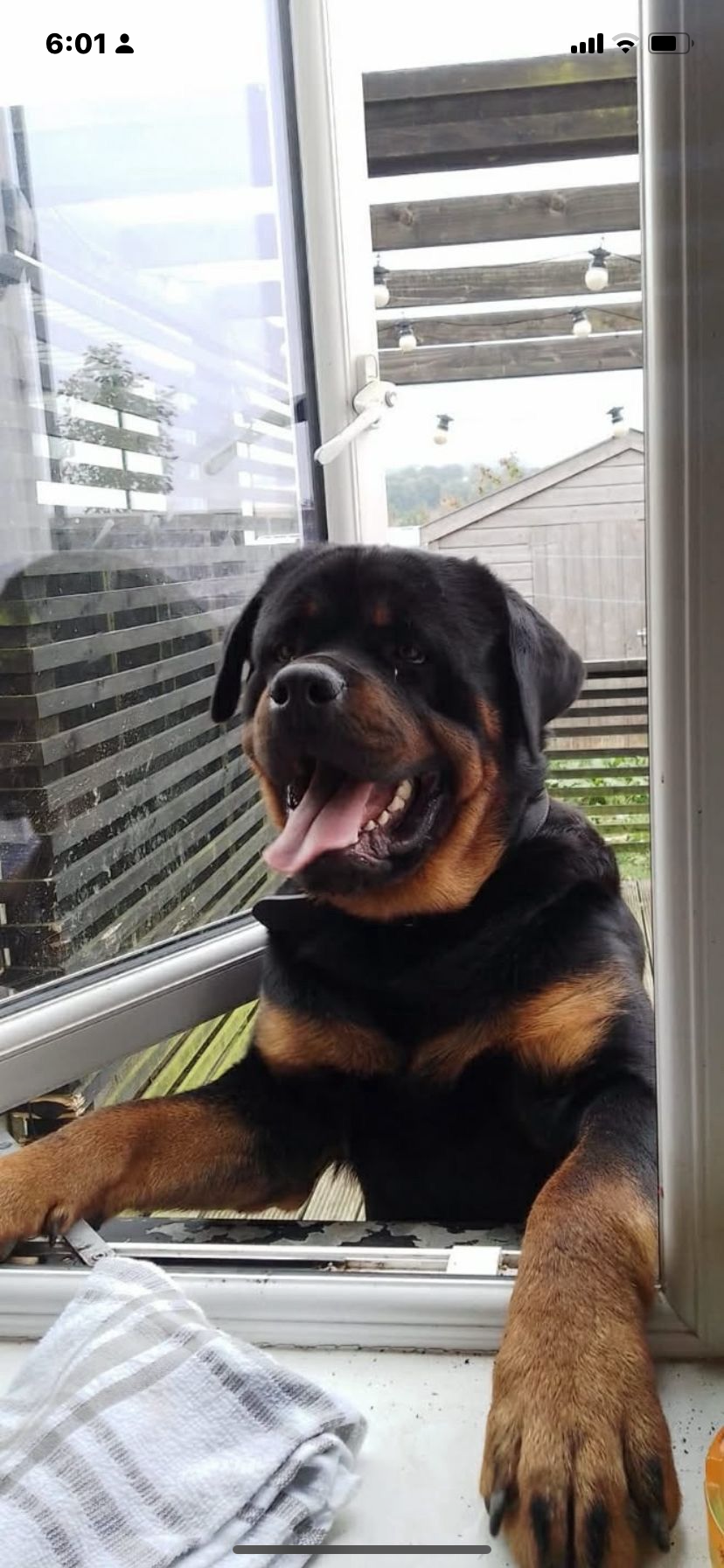 Pedigree Rottweiler Pups 4 Female 1 Male