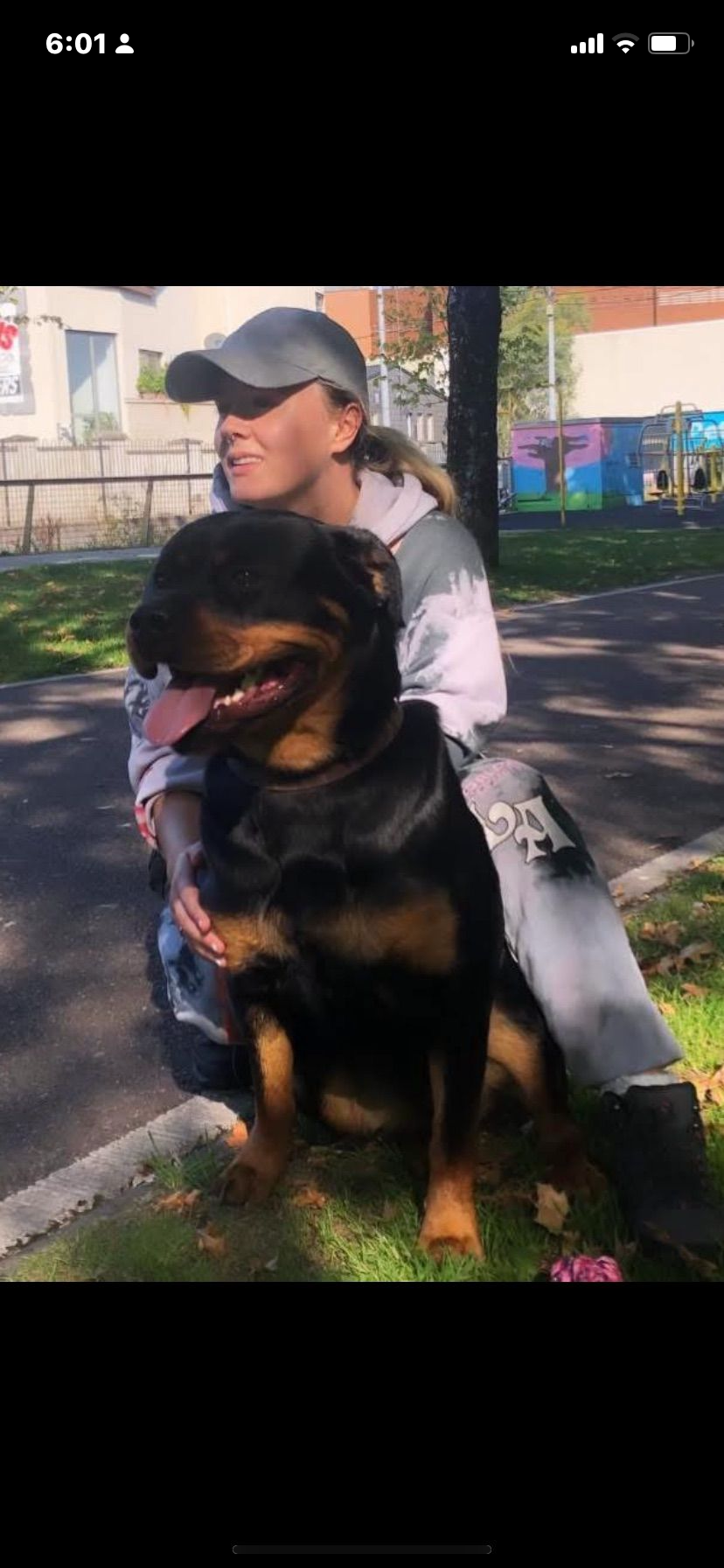 Pedigree Rottweiler Pups 4 Female 1 Male