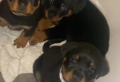 Pedigree Rottweiler Pups 4 Female 1 Male