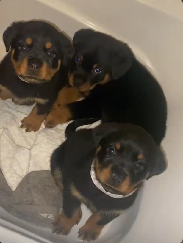 Pedigree Rottweiler Pups 4 Female 1 Male