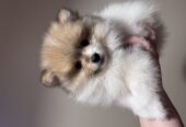 Pomeranian puppys
