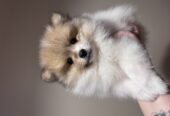 Pomeranian puppys