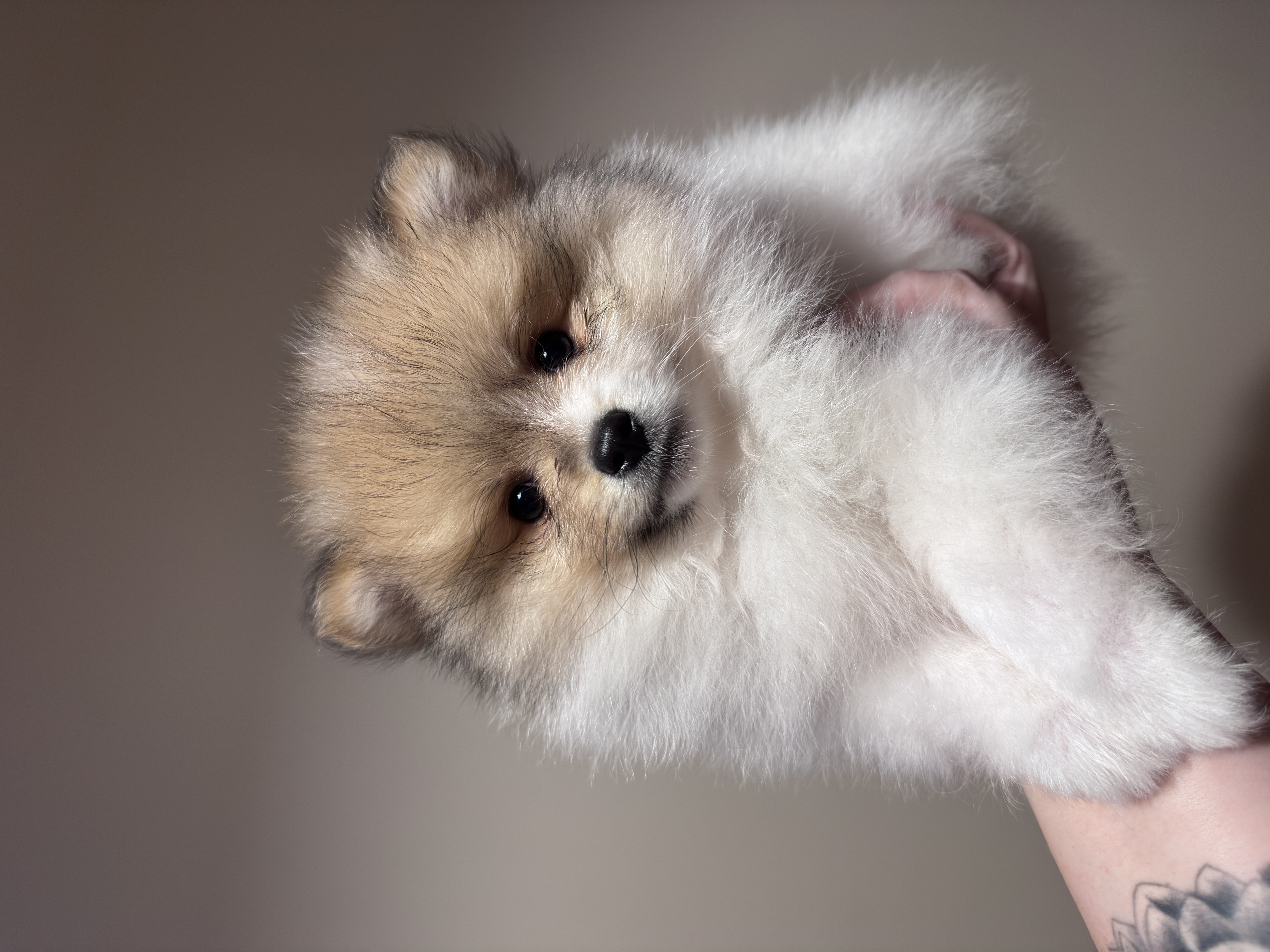 Pomeranian puppys